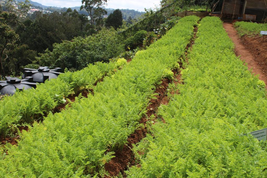 Serene Villa Nuwara Eliya Kültér fotó