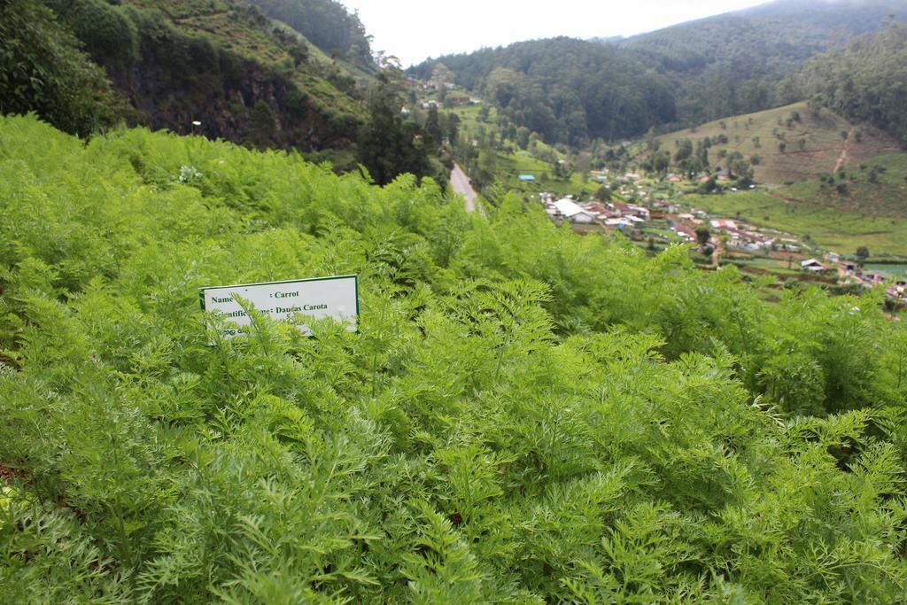 Serene Villa Nuwara Eliya Kültér fotó