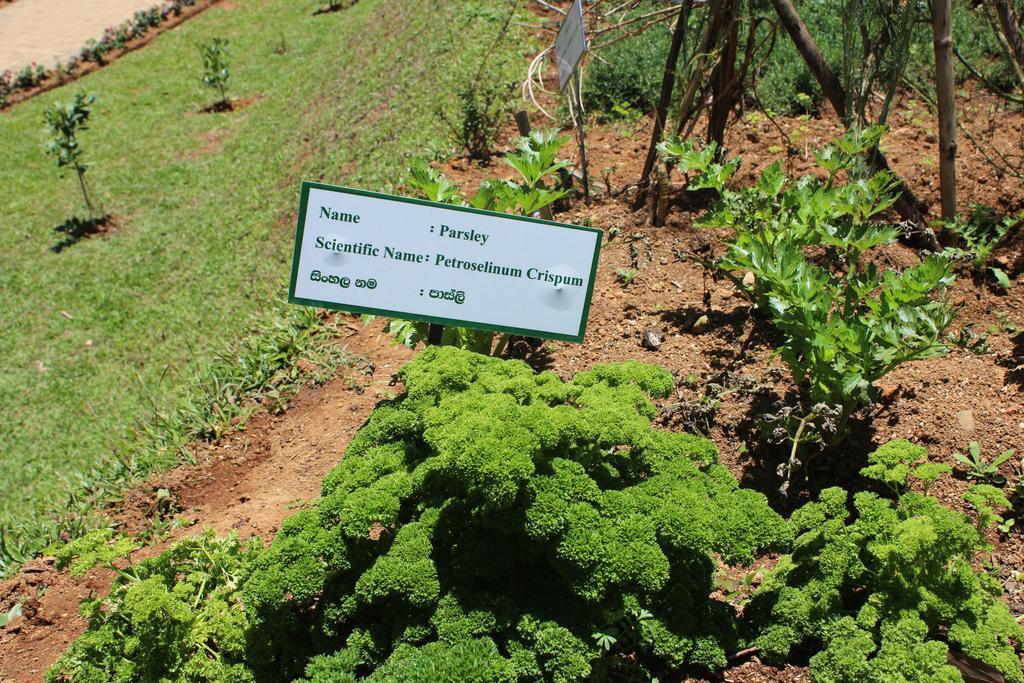 Serene Villa Nuwara Eliya Kültér fotó